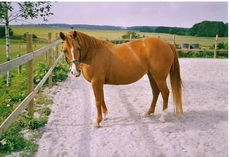 Anden særlig race Tequila - Tequila foråret 2006, hun er drægtig med Tabascho her... billede 11