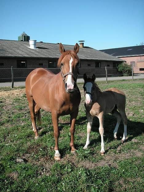 Anden særlig race Tequila - Tequila og Tabascho, sommeren 2006 billede 13