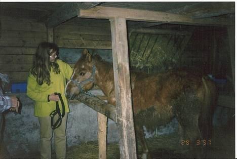 Anden særlig race Tequila - Tequila, 28/3 1997, da jeg fik hende hjem. Hun var bestemt ikke pæn og temmelig rå... billede 4