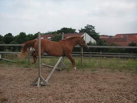 Anden særlig race Tequila - Tequila, omkring 2003/2004 billede 9