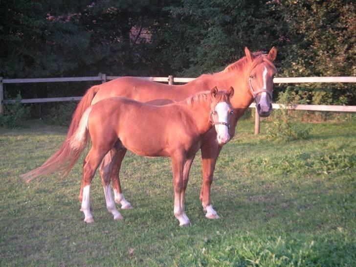 Anden særlig race Tequila - Tequila og Tabascho, kort inden fravænning, sensommeren 2006 billede 15