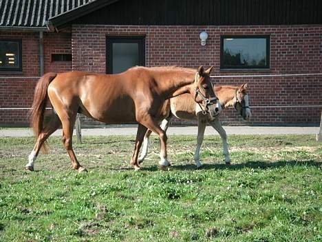Anden særlig race Tequila - Tequila og Tabascho, sommeren 2006 billede 14