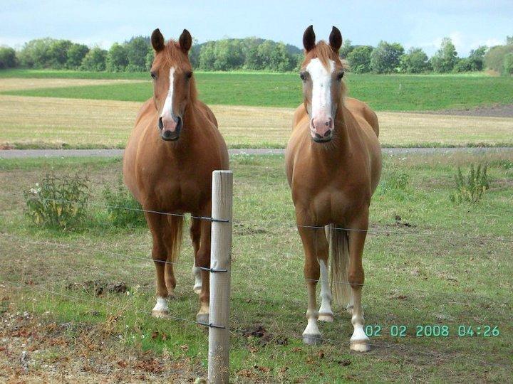Anden særlig race Tequila - Tequila og Tabascho, sommeren 2010 billede 16
