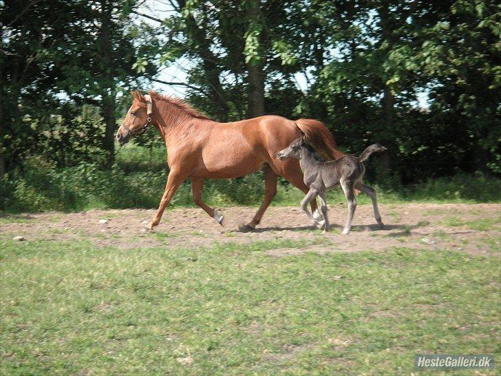 Anden særlig race Tequila - Tequila og Toscana, juni 2009 billede 18