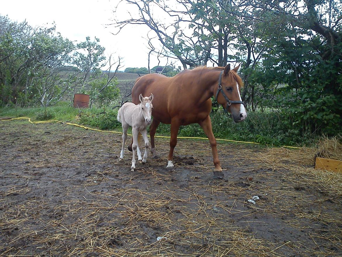 Anden særlig race Tequila - Tequila og Tinus, maj 2011 billede 19