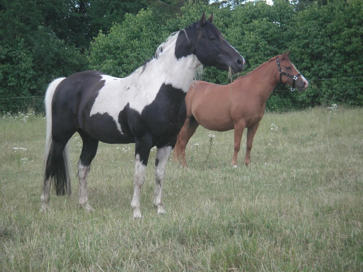 Anden særlig race Tequila - Tequila sommeren 2008, til hingst  billede 17