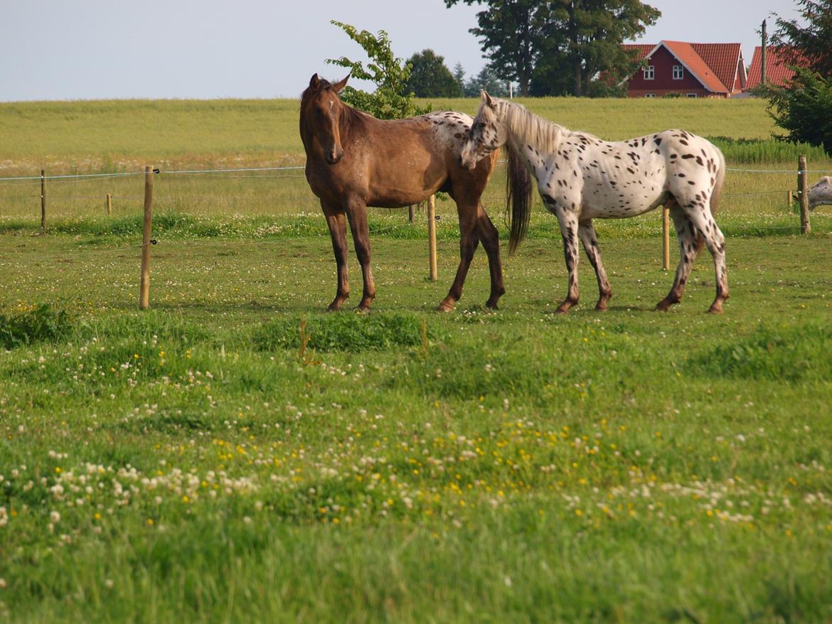 Anden særlig race Flicka billede 13