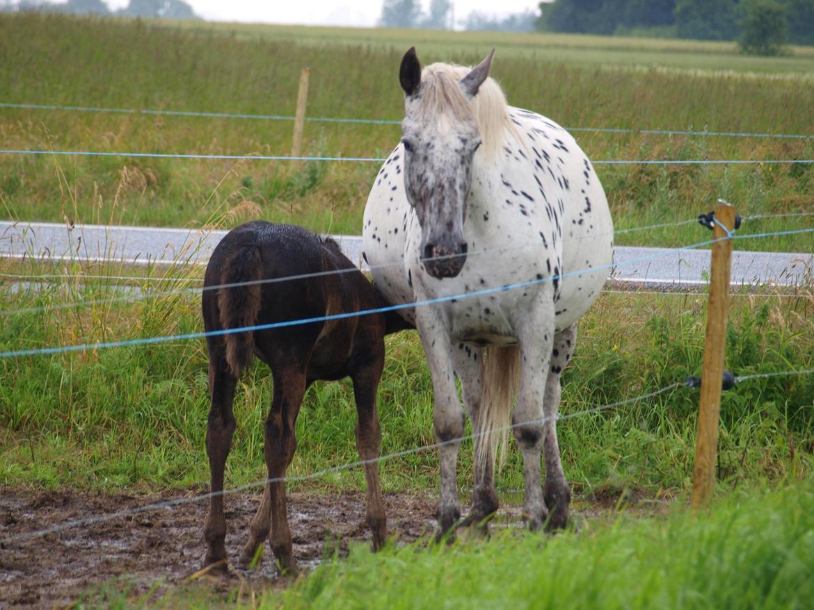 Anden særlig race Flicka billede 14