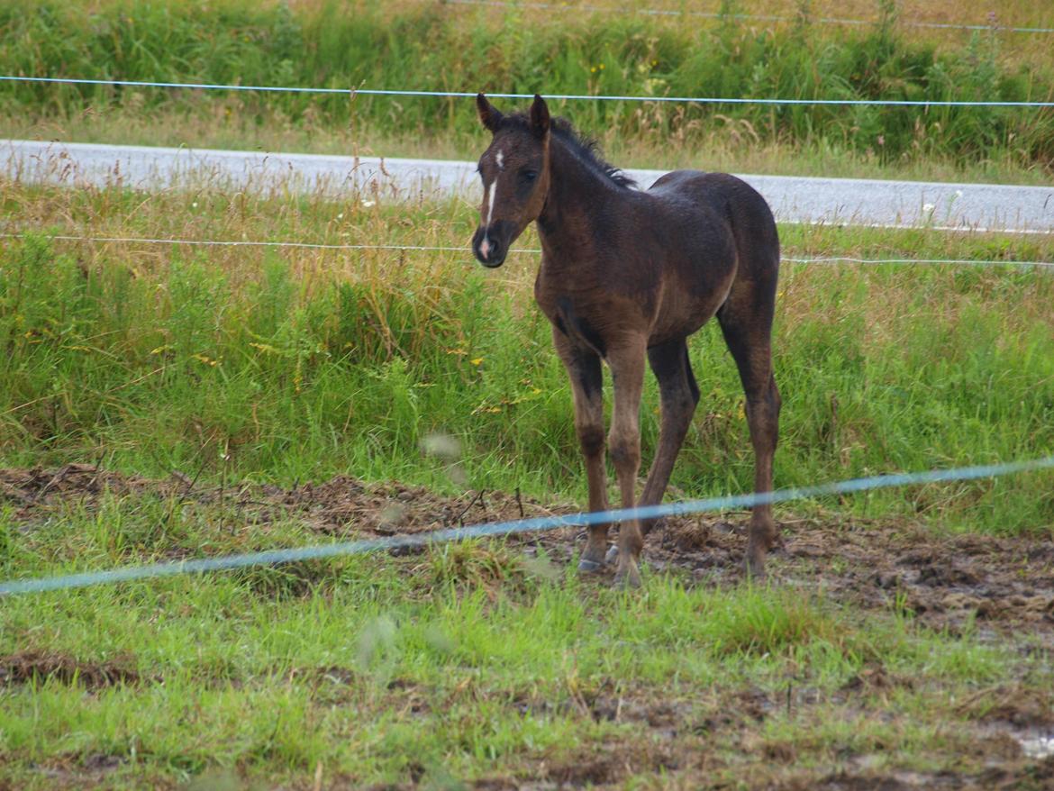 Anden særlig race Flicka billede 15