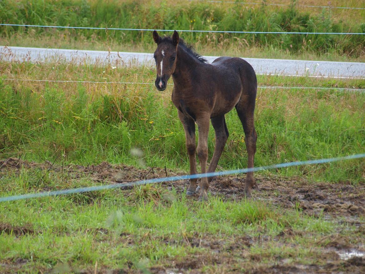 Anden særlig race Flicka billede 16