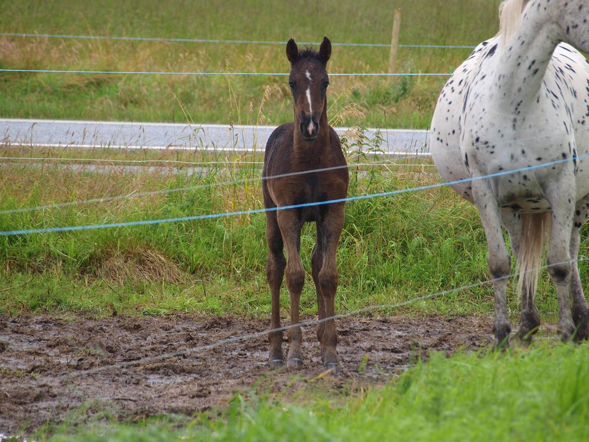 Anden særlig race Flicka billede 17