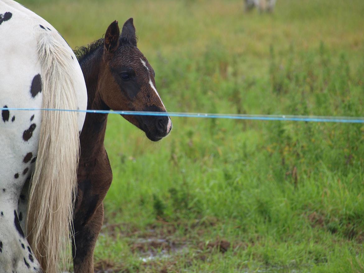 Anden særlig race Flicka billede 18