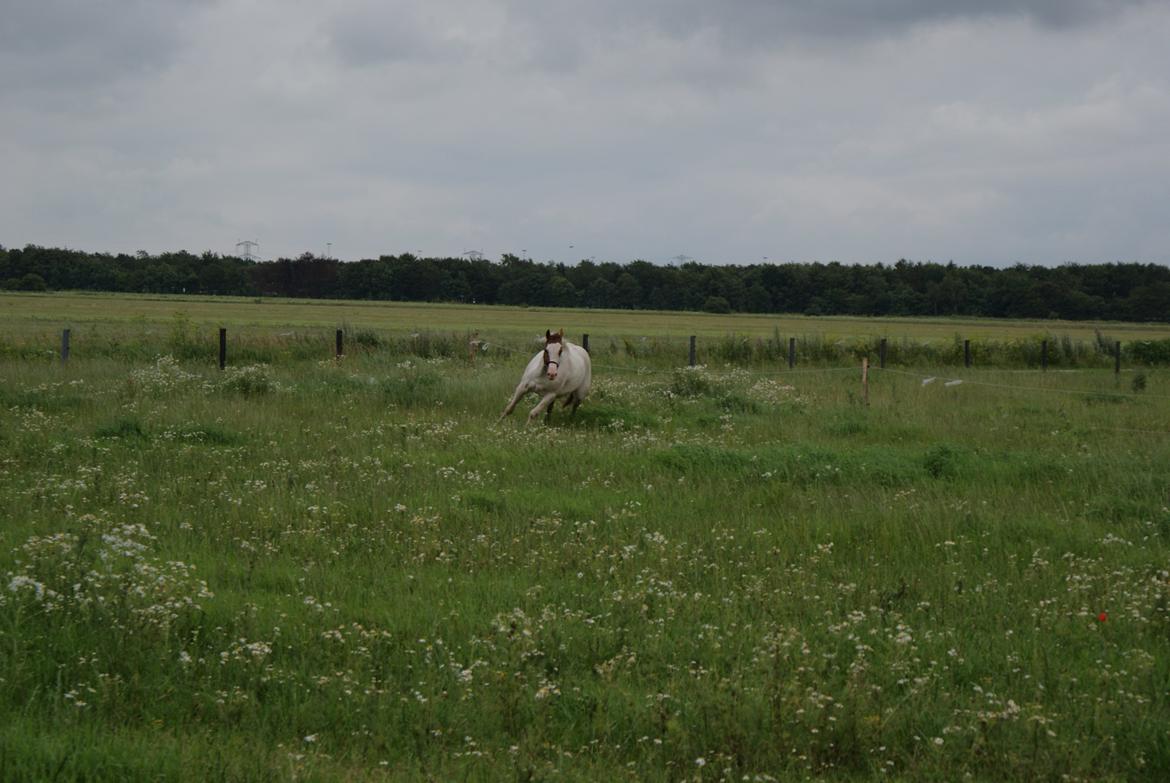 Pinto junior billede 15