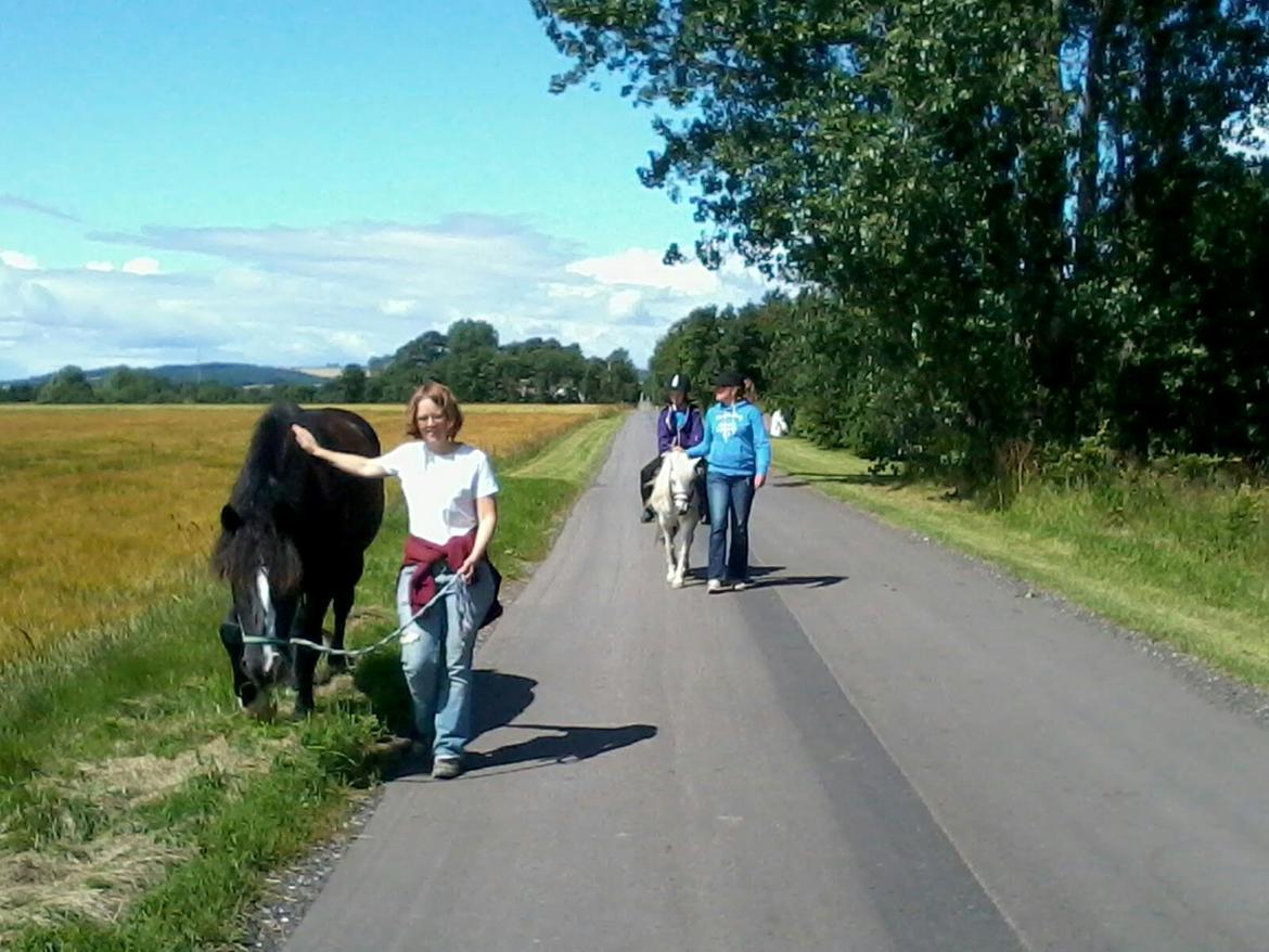 Koldblodstraver Aladin - Himmelhest - på vej på sommergræs billede 13