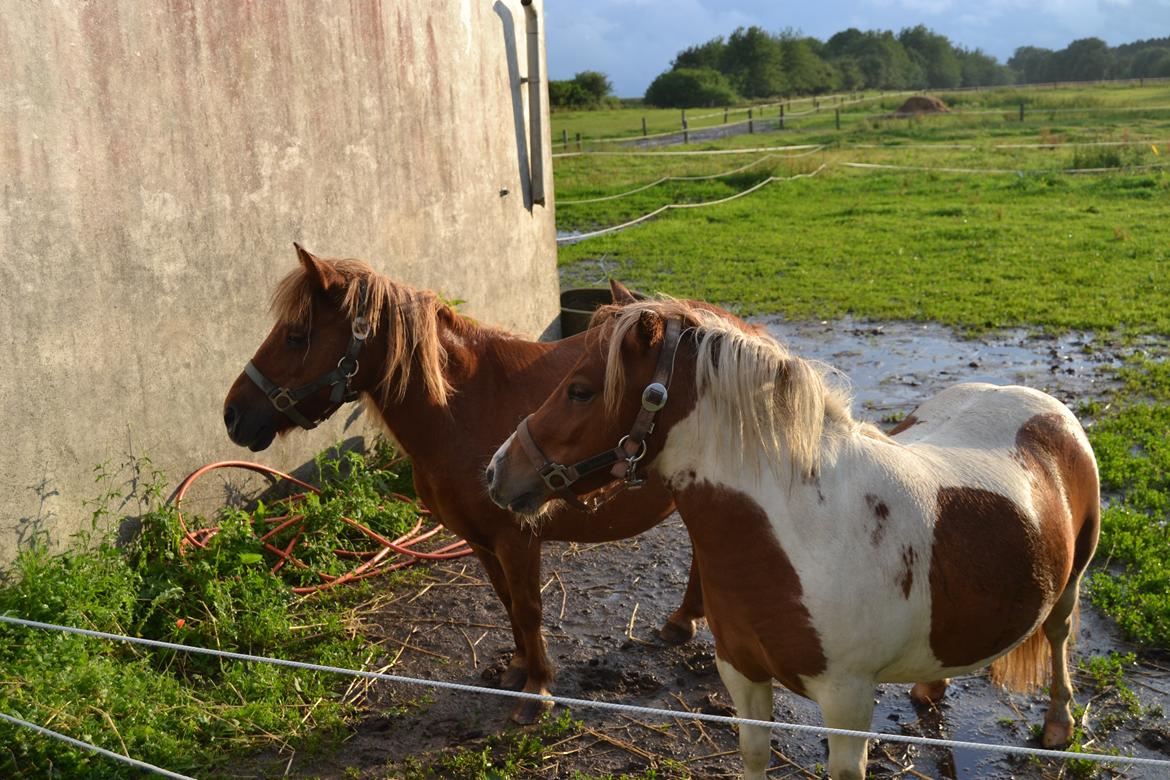 Shetlænder Nikoline - Nikoline sammen med sin bedste ven Musse <3 
Foto: Mig billede 11
