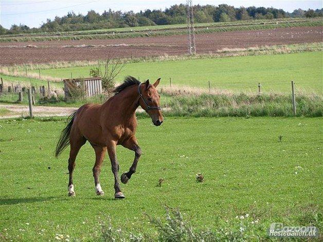 Irsk Sportshest Clinton billede 3