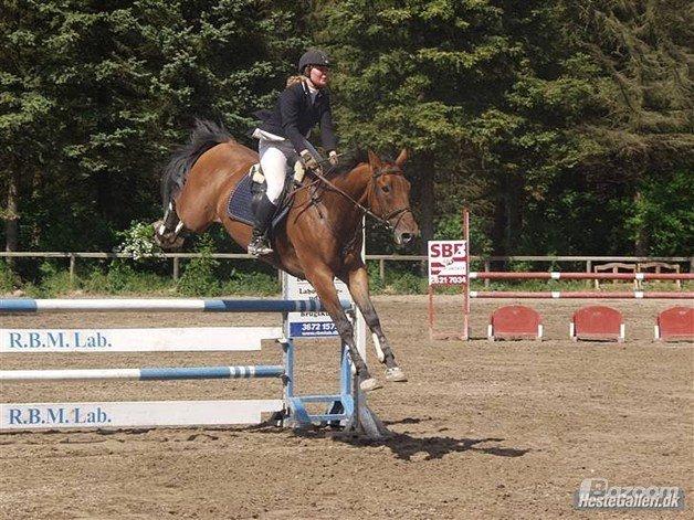 Irsk Sportshest Clinton billede 4