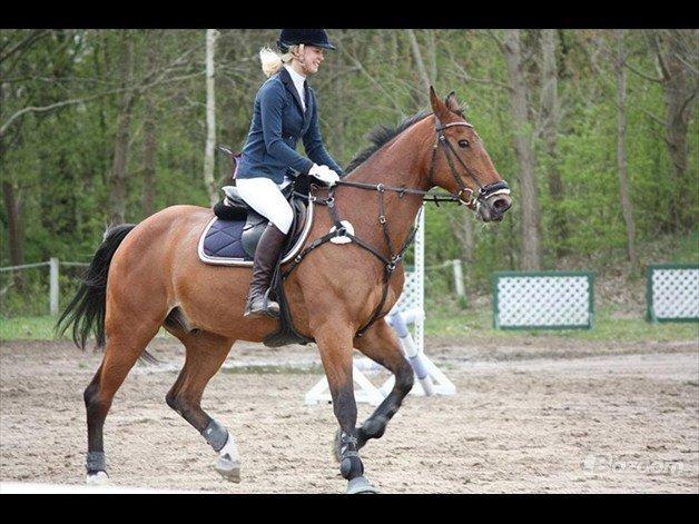 Irsk Sportshest Clinton billede 15