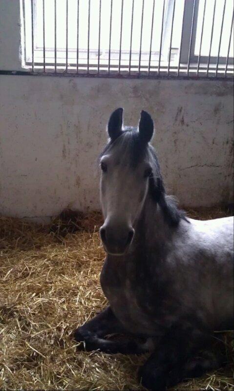 Anden særlig race Playboy Comet billede 6