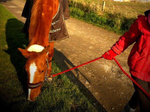 Anden særlig race Tequila Sunrise - †R.I.P† - Min engel, min engel, min engel.. Forevigt, forevigt, forevigt.. Jeg elsker, jeg elsker, jeg elskeeeer 'kun' ´DIG farvel min eeengel..:') billede 1