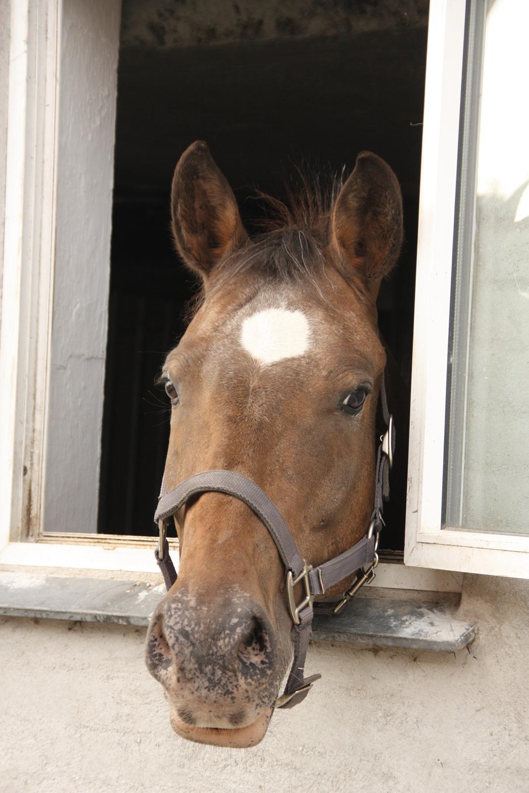 Anden særlig race Tchad the Spot (Død 2012) - Mit vindue ud til verden. juni 2012. billede 17
