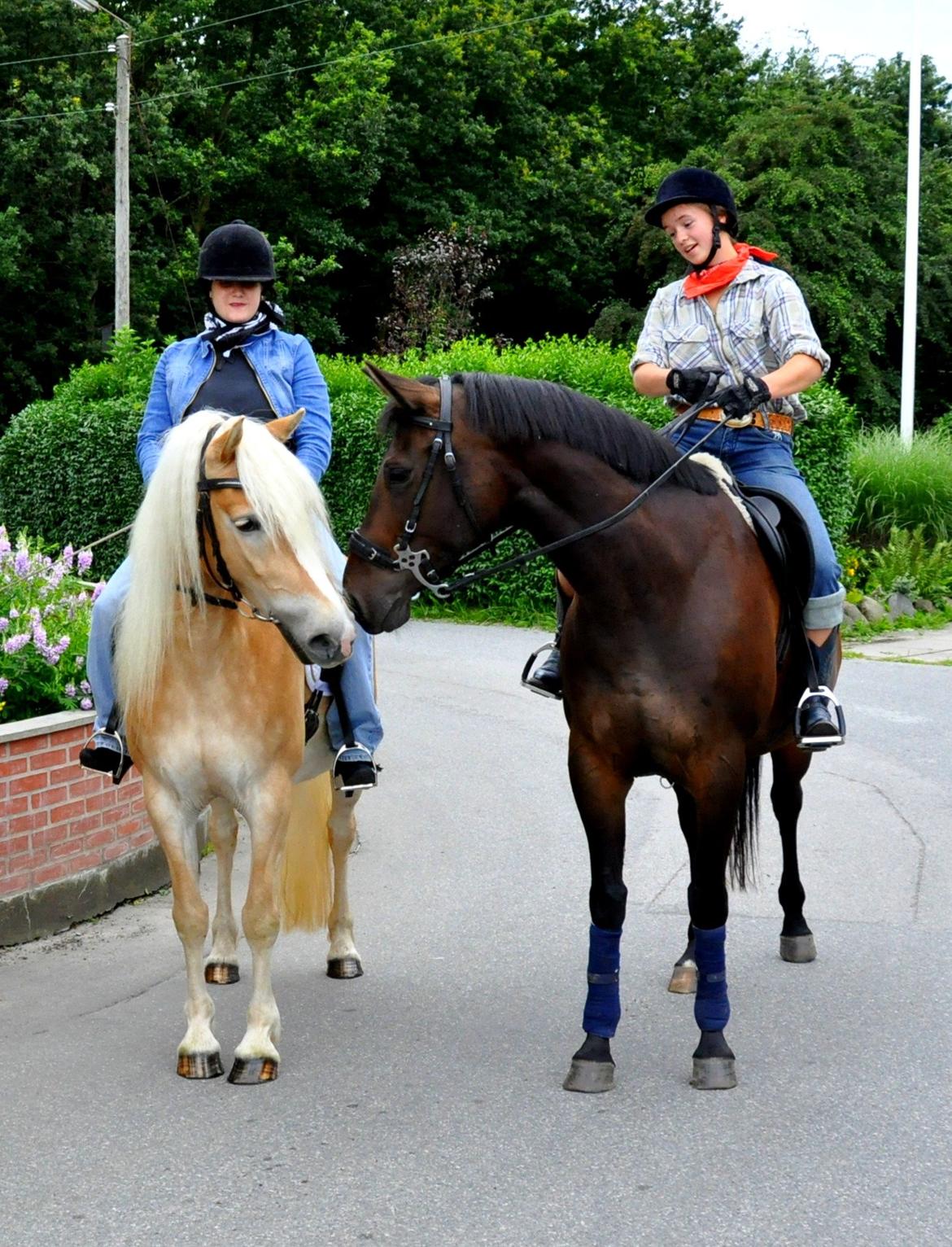 Haflinger Ulvira billede 4