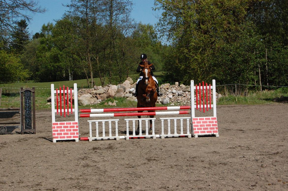 Hannoveraner Kirkeledgaard Luna billede 12