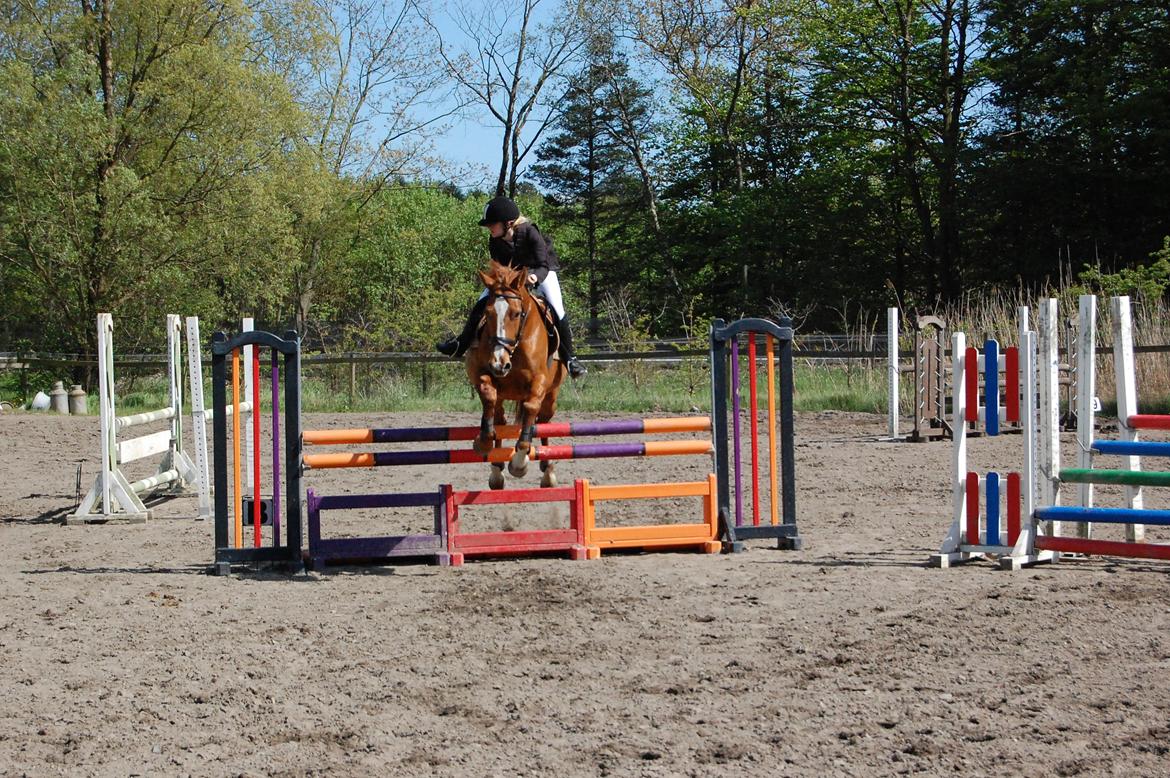 Hannoveraner Kirkeledgaard Luna billede 13