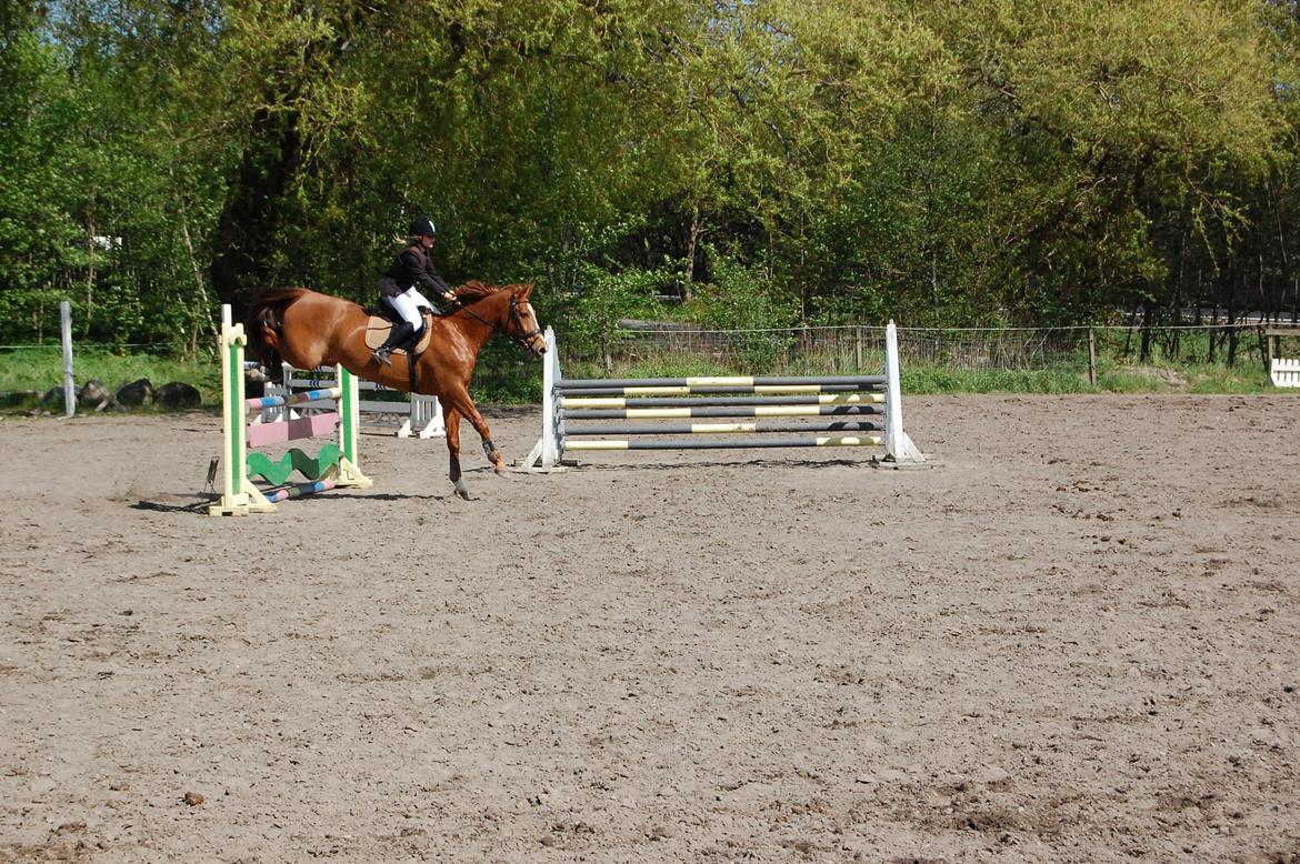 Hannoveraner Kirkeledgaard Luna billede 14