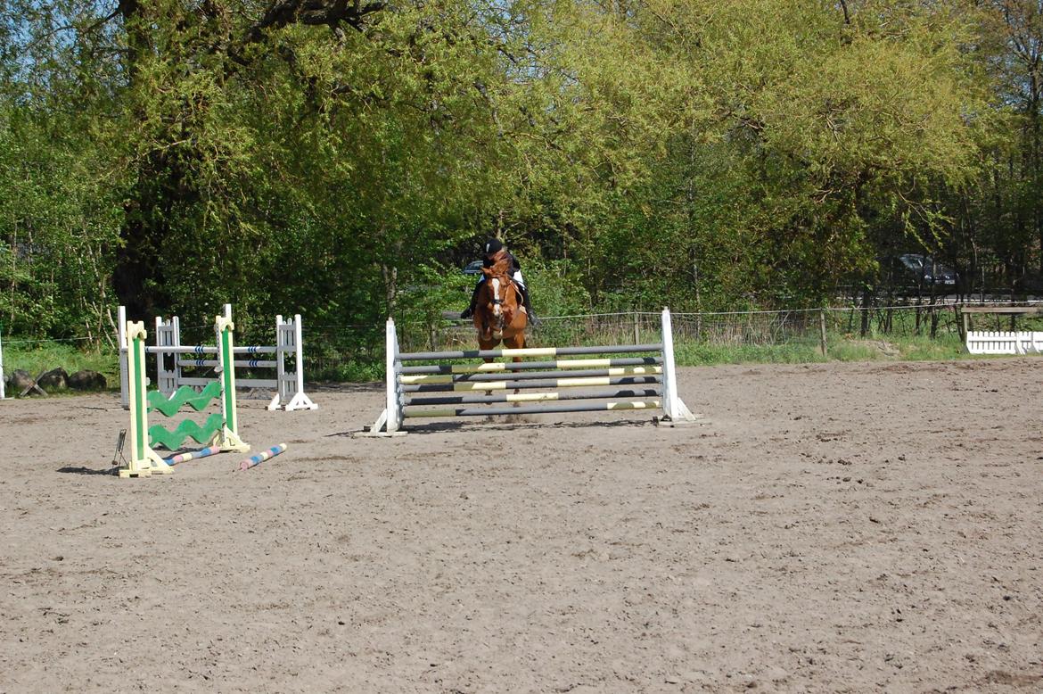 Hannoveraner Kirkeledgaard Luna - stævne dutterup 13/5 -12 :D
100 cm (fejllfri) og 110 cm (4 fejl, hun skød skuldren, hun fik jo øje på noget farligt :O :P ) billede 15