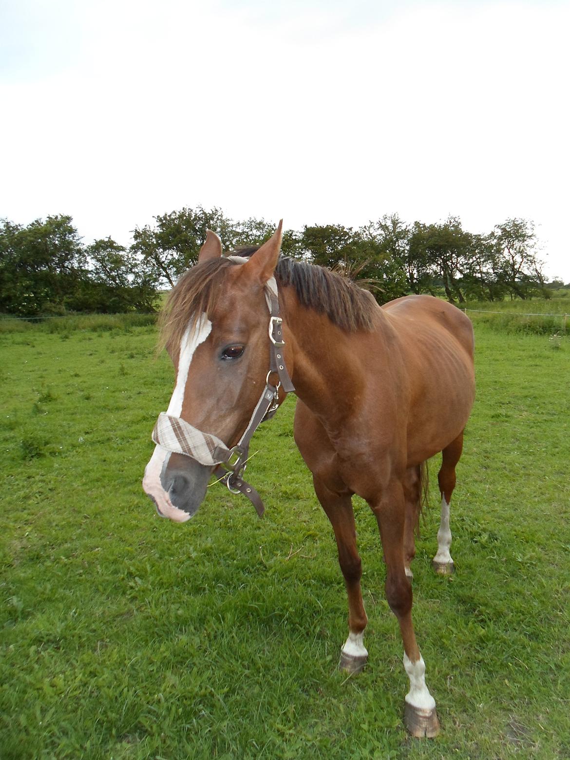 Welsh Cob (sec D) Lady Susanne billede 11