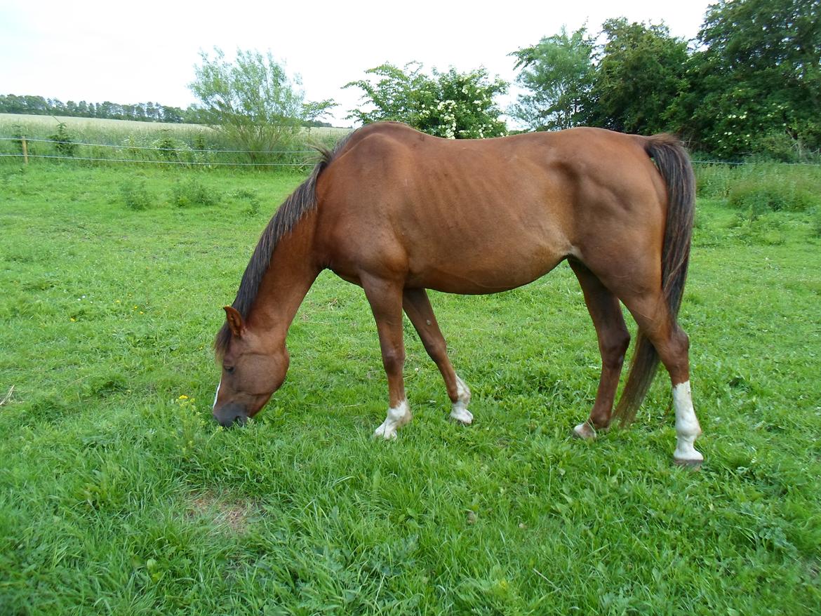 Welsh Cob (sec D) Lady Susanne billede 12