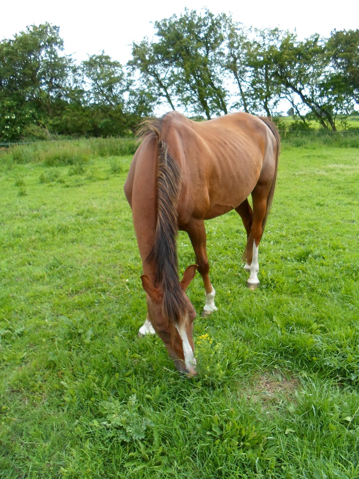 Welsh Cob (sec D) Lady Susanne billede 13