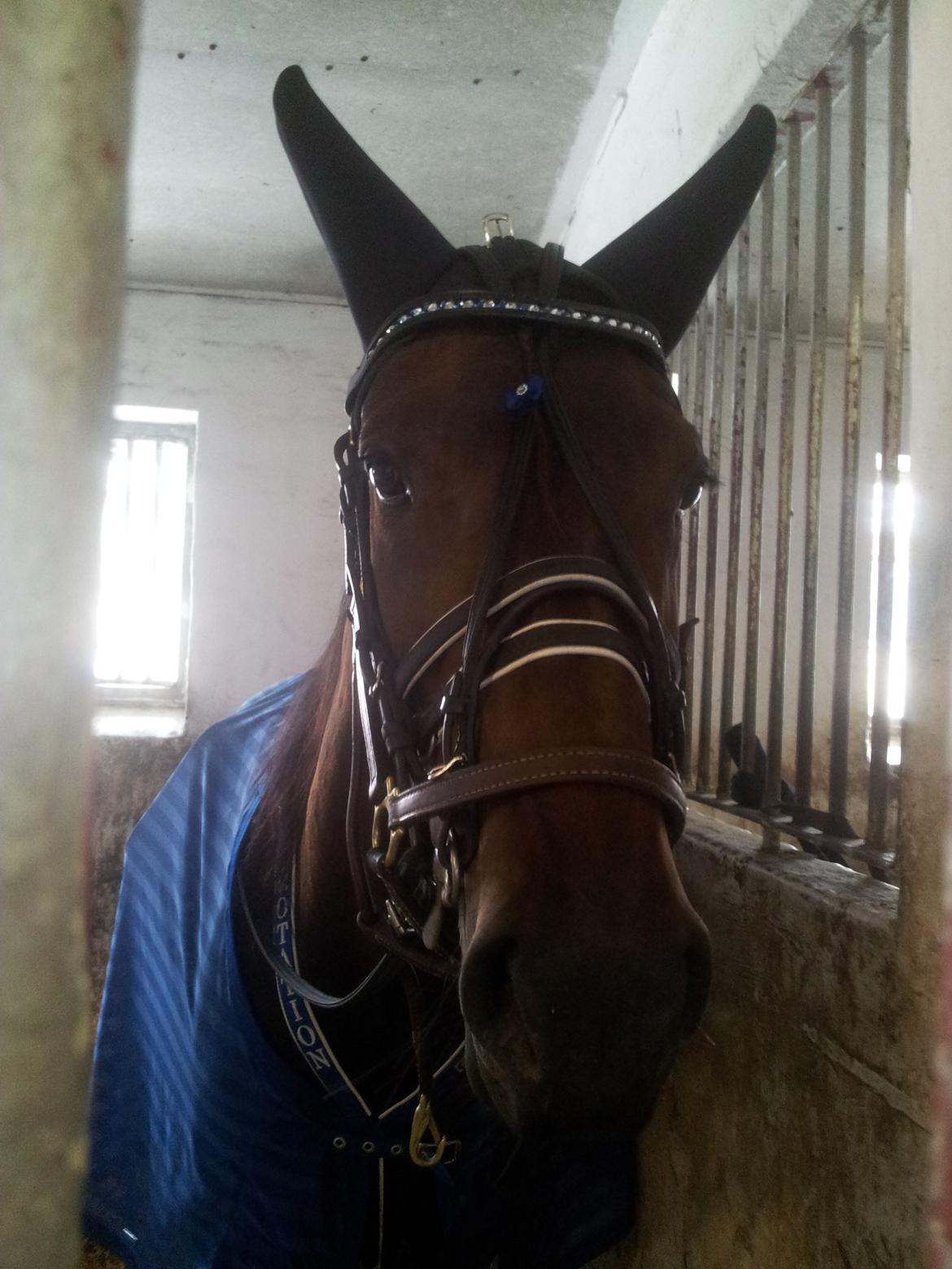 Traver Rotation Yankee *DØD* - Stjernen lige inden løbet skulle gå  billede 8