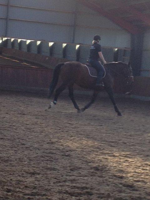 Holstener Mailunds Lalina - Trav, da hun prøves første gang billede 3