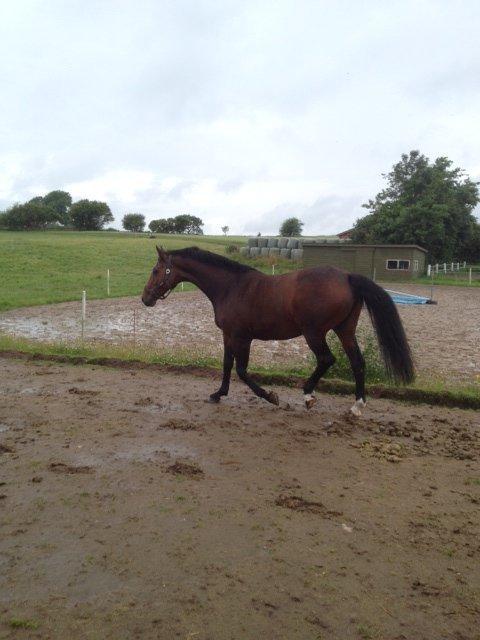 Holstener Mailunds Lalina - På jordfolden, netop ankommet til Bakkely billede 7