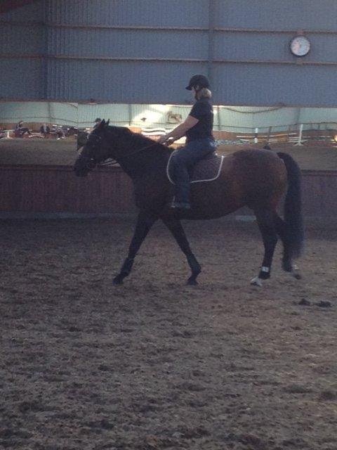 Holstener Mailunds Lalina - Skridt, da hun prøves første gang billede 4