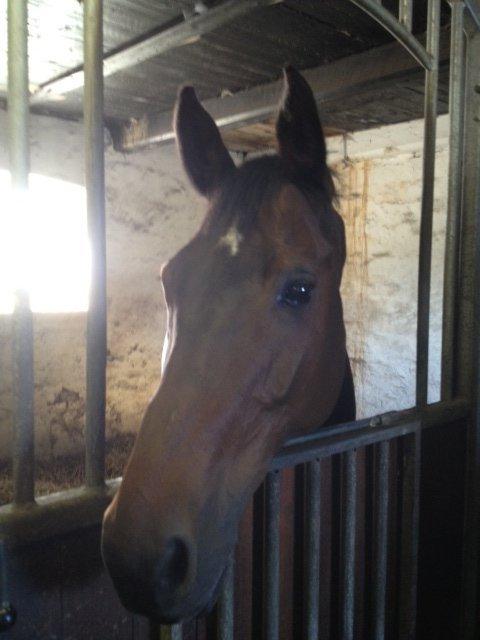 Holstener Mailunds Lalina - I boksen hos gamle ejer billede 5