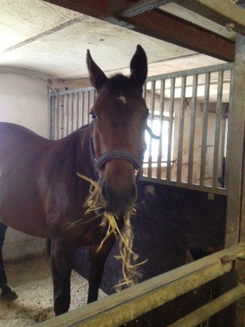 Holstener Mailunds Lalina - Lalina i hendes nye boks på Bakkely billede 10