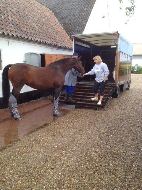 Holstener Mailunds Lalina - Så skal Lalina læsses billede 6