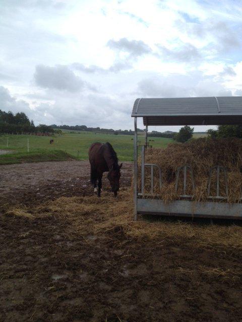 Holstener Mailunds Lalina - Halmhuset er fundet på jordfolden billede 8