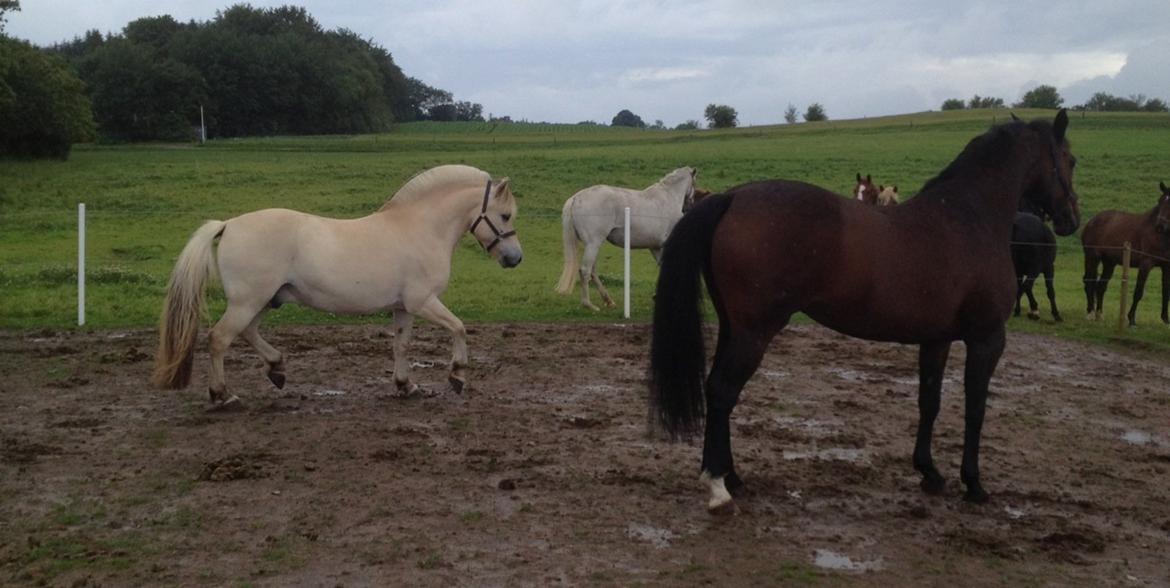 Holstener Mailunds Lalina - Findus gør sig til for Lalina...der er ret ligeglad :) billede 9