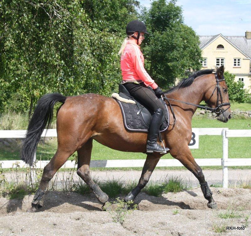 Anden særlig race Mona billede 12