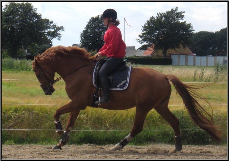 Dansk Varmblod | Poppelgårdens Atika - Atika og Pernille. Foto: Mig, 12. juli 2012. billede 2