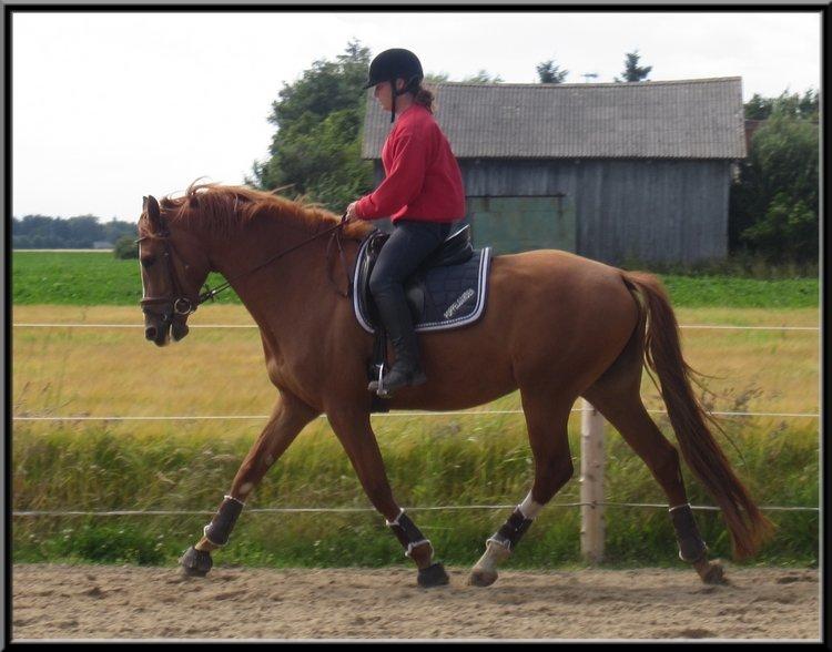 Dansk Varmblod | Poppelgårdens Atika - Atika og Pernille. Foto: Mig, 12. juli 2012. billede 15