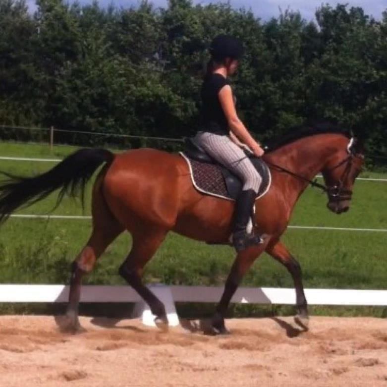 DSP Rolighedens Embla - dressur d 15/7-2012 :D<3 billede 13