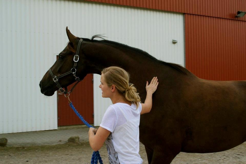 Dansk Varmblod Springborgs Ackeleje billede 4