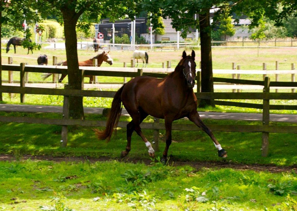 Dansk Varmblod Springborgs Ackeleje billede 5