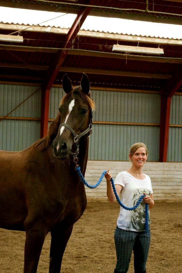 Dansk Varmblod Springborgs Ackeleje billede 3