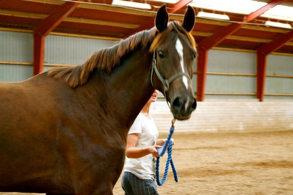 Dansk Varmblod Springborgs Ackeleje billede 6
